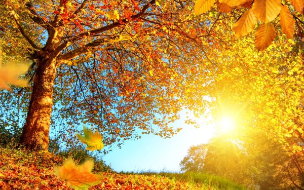 Золотая осень