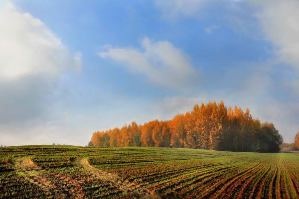 Ранняя осень поле