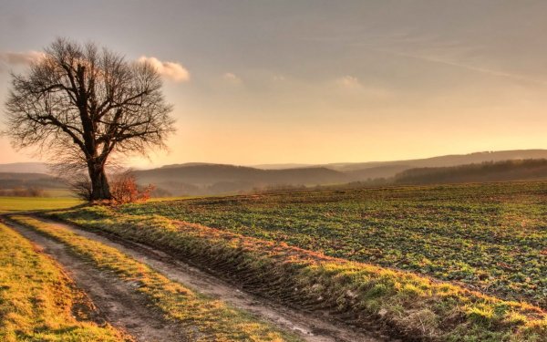 Поле осенью