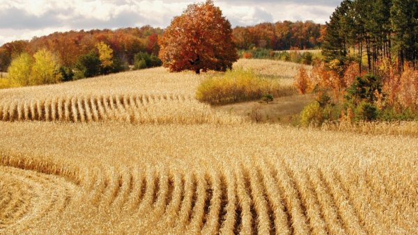 Осенний пейзаж поле