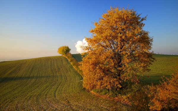 Осенний лес вдали