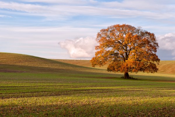Поле осенью