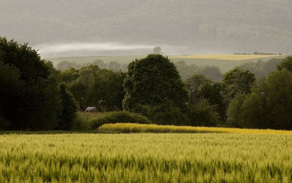 Пейзаж поля и леса