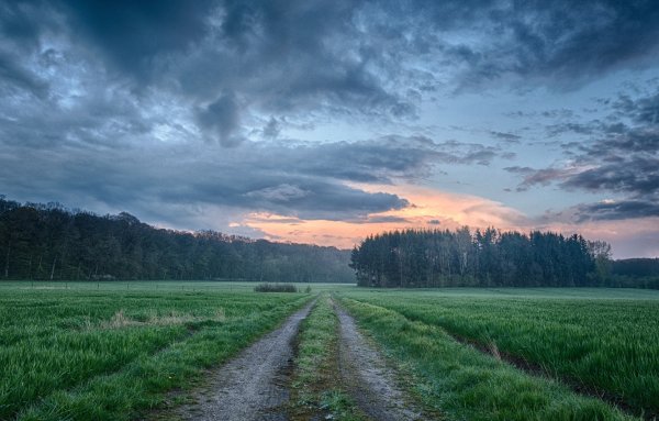 Поле с лесом