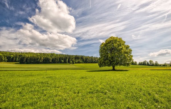 Дерево в поле