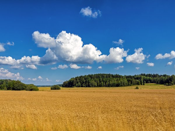 Русское поле