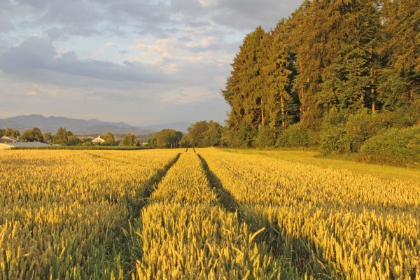 Леса и поля России