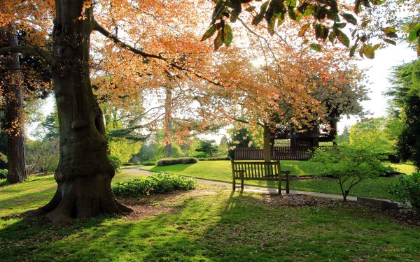 Красивые деревья в парке