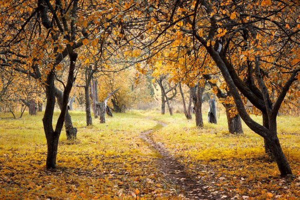 Осень в саду