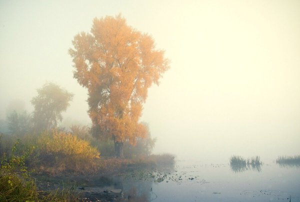 Утренний туман