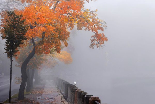 Туман осенью