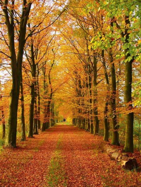 Природа осень