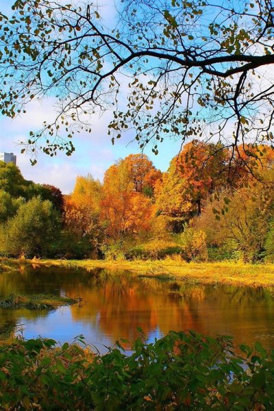 Кленовая роща пруд