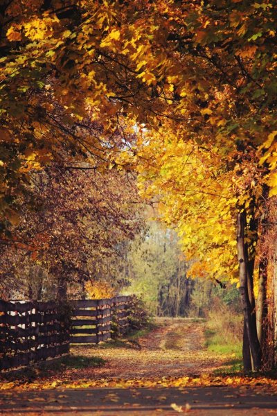 Осень красиво вертикальная