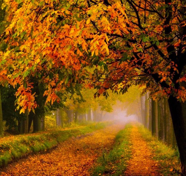 Осенний лес