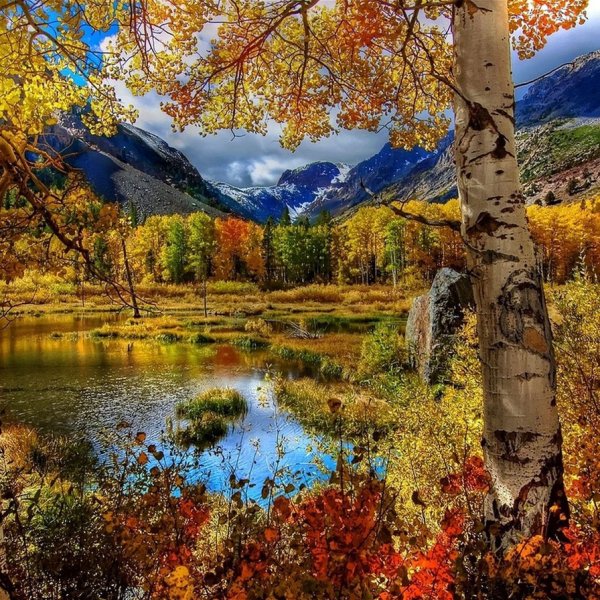 Багряная осень