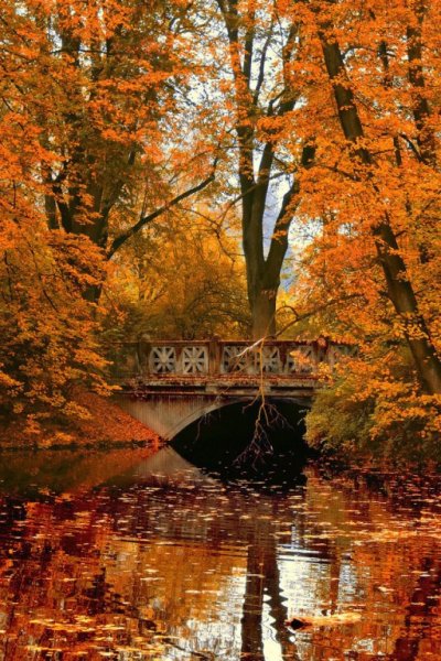 Березовая роща осень тропа