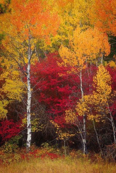 Осенняя природа