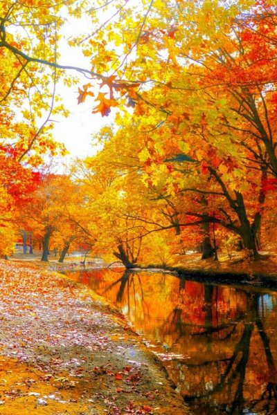 Золотая Березовая роща