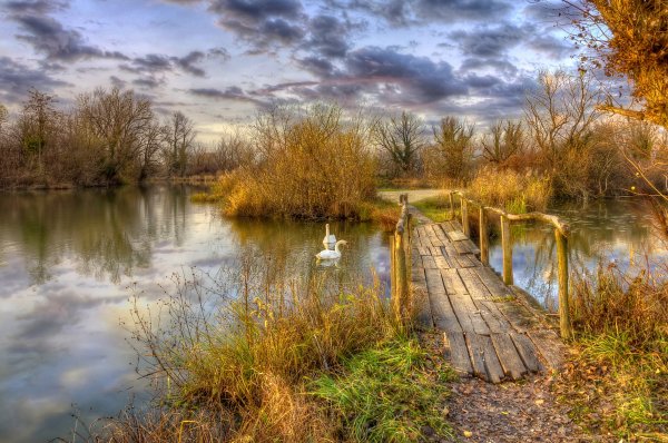 Пейзаж пруд