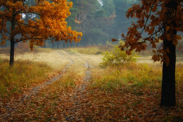 Сентябрь в лесу