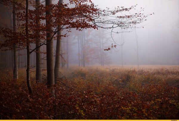 Осенний пасмурный лес