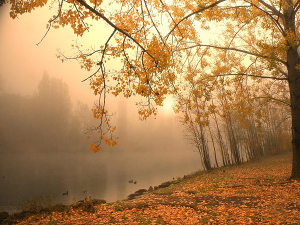 Тихий осенний лес