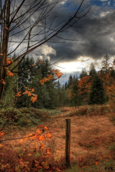 Осенний пасмурный лес