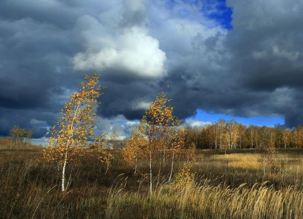 Осенний пасмурный лес