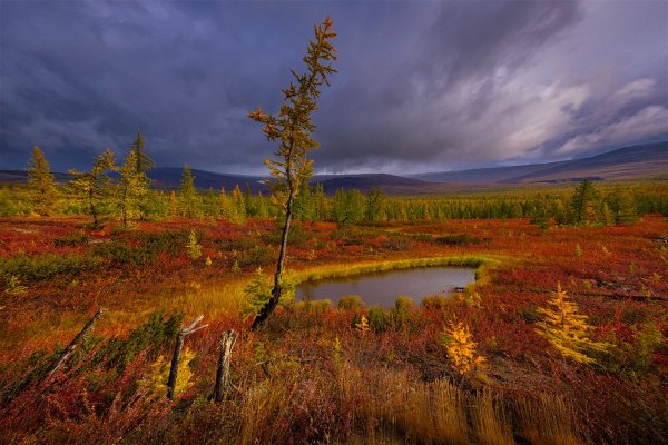 Лесотундра Якутии