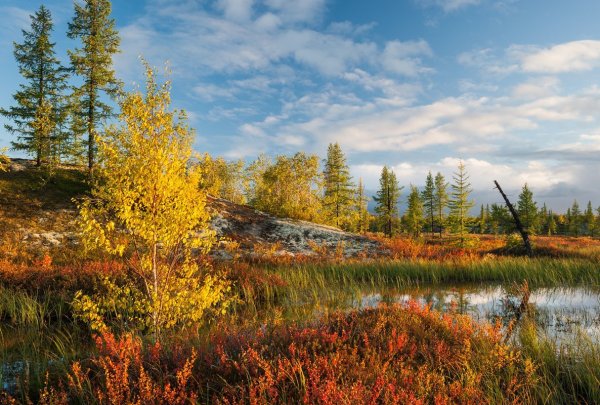 Ямало-Ненецкий автономный округ Тайга