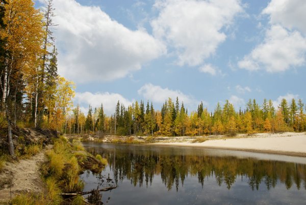 Западно-Сибирская подтайга