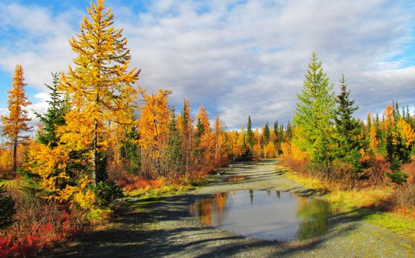 Новый Уренгой природа