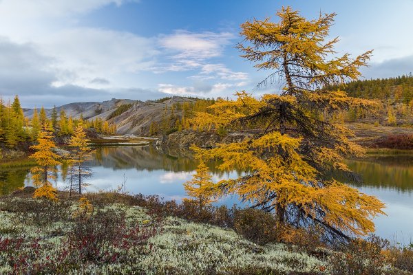 Лиственница Восточной Сибири