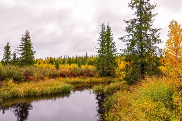 Тайга Республики Коми