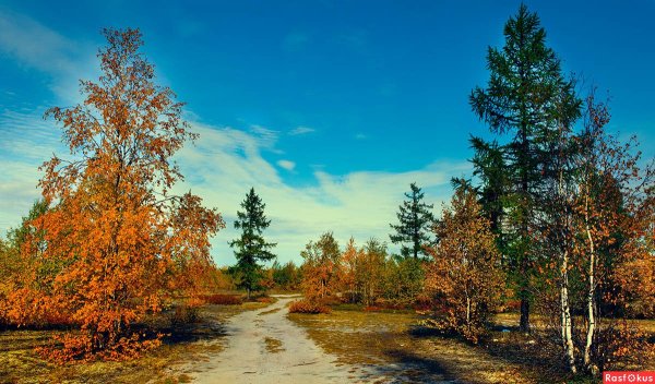 Новый Уренгой осенний лес