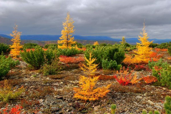 Тундра Таймыр осень