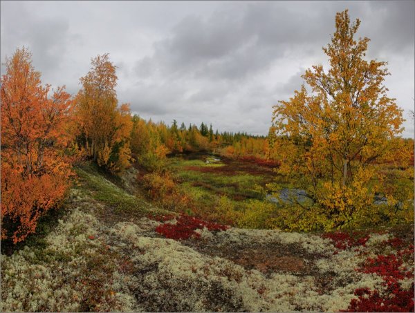 Новый Уренгой тундра