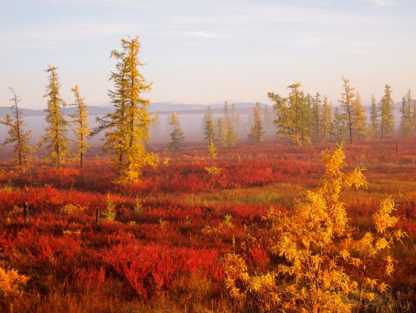 Осень тундра новый Уренгой