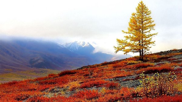 Тундра Ямала осенью