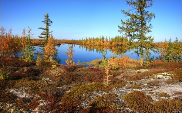 Тундра лесотундра Тайга