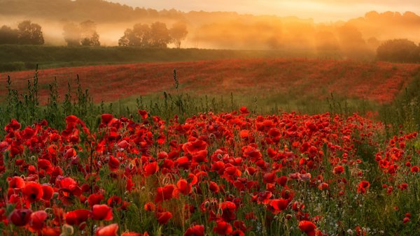 Тоскана маковые поля