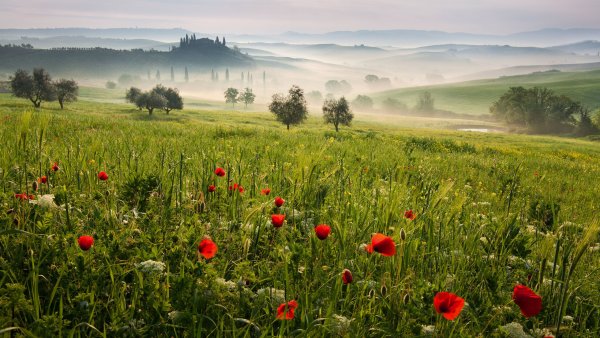 Пшеничное поле с маками