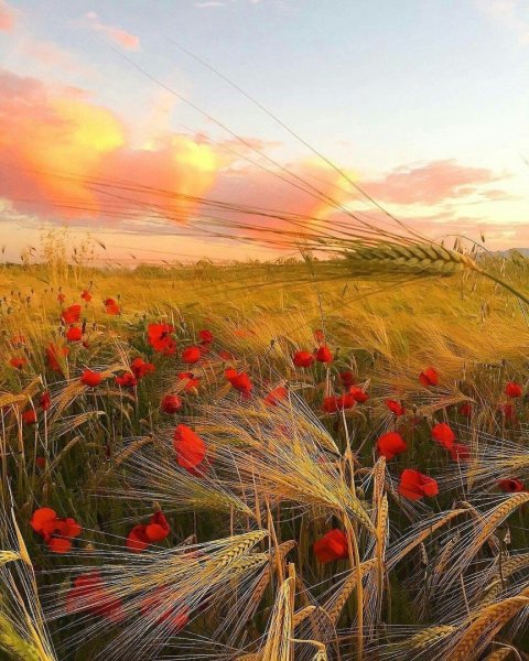 Клод Моне маки