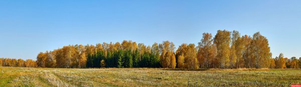 Осенний лес панорама