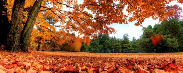 Красивая осень
