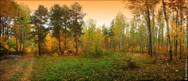 Лес осенью панорама