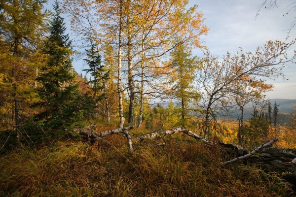 Природа Урала лес