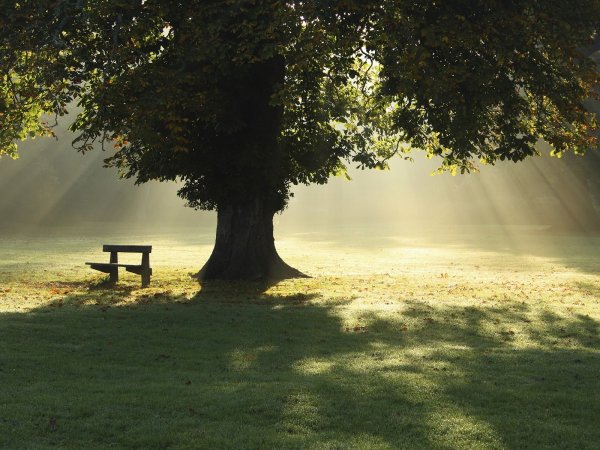 Красивый дуб