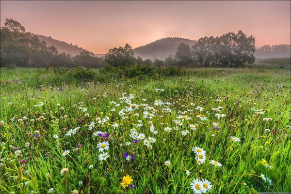 Красивые Луга с полевыми цветами